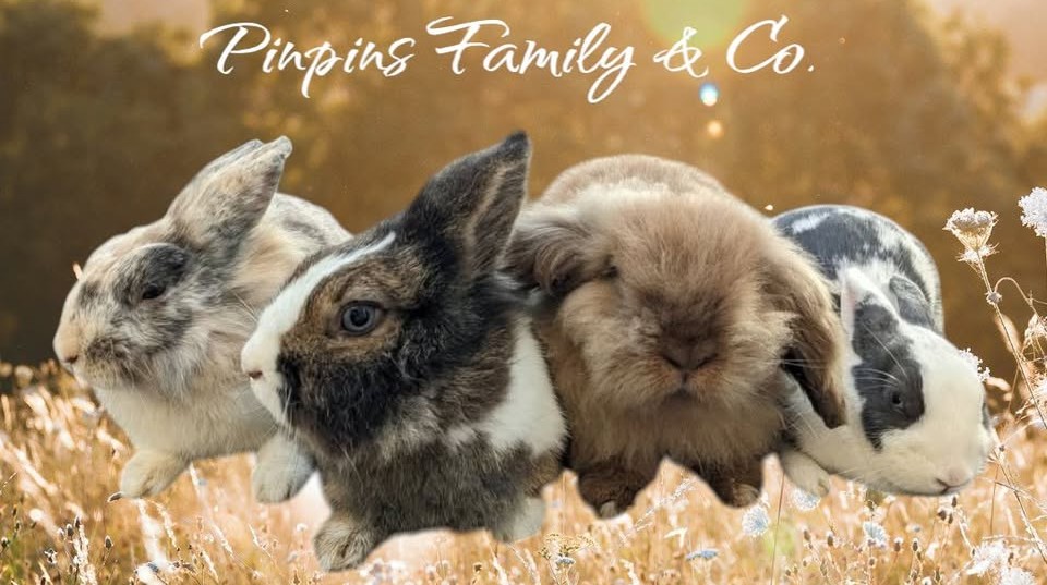 Vide-grenier solidaire des Pinpins
Dimanche 23 novembre 2025 🐰
