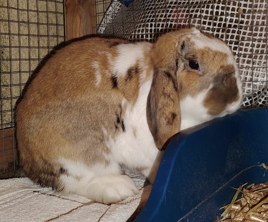 PROPRIETAIRE RETROUVE