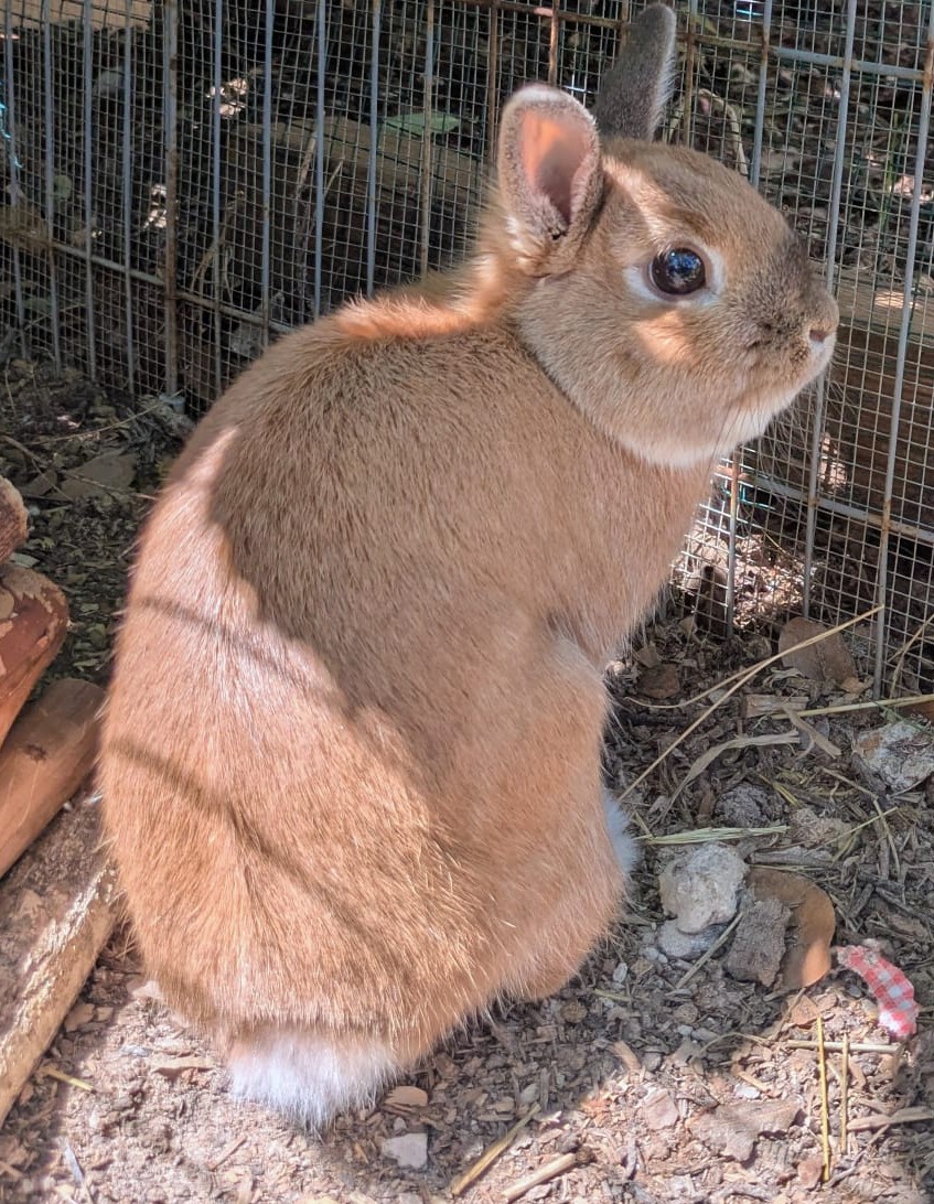 Paco