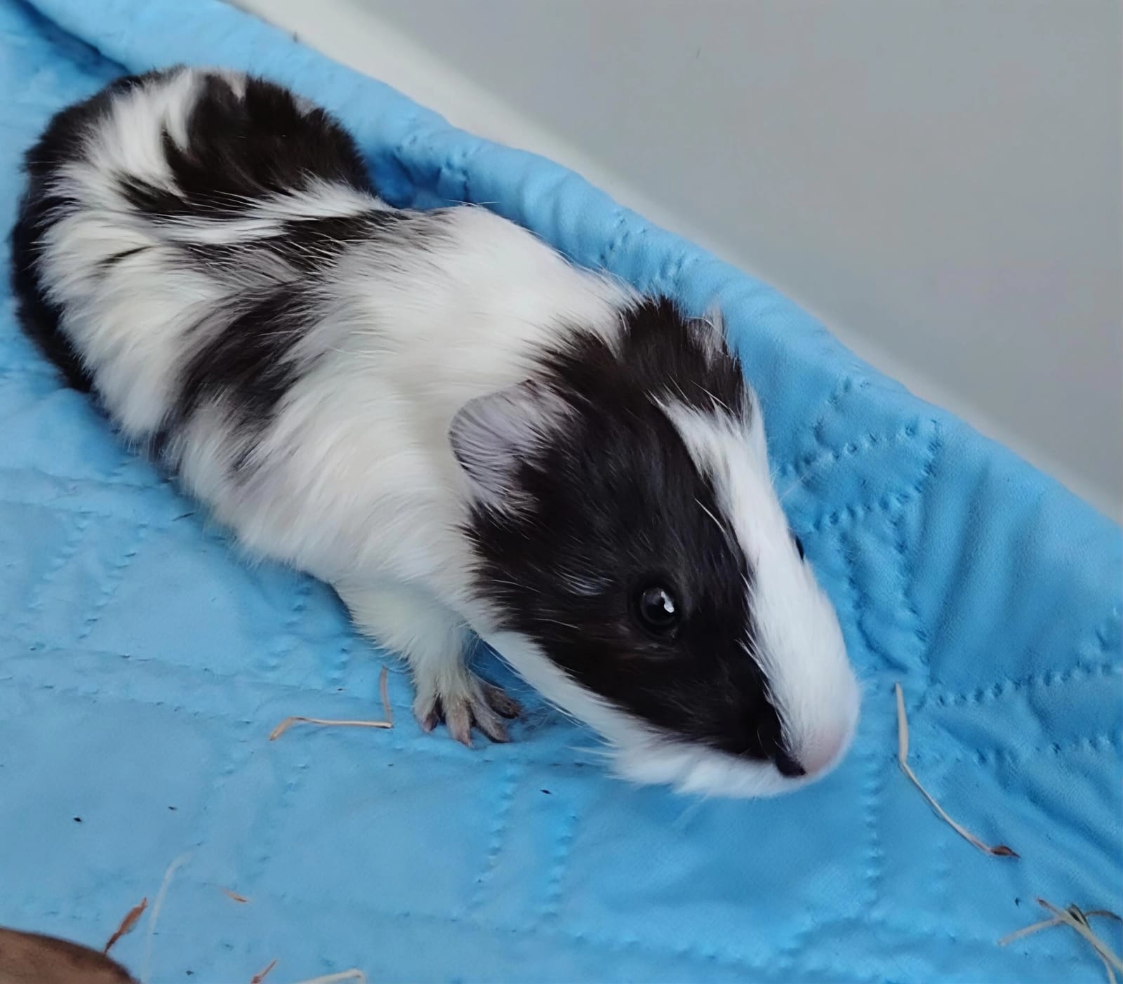 Cruella