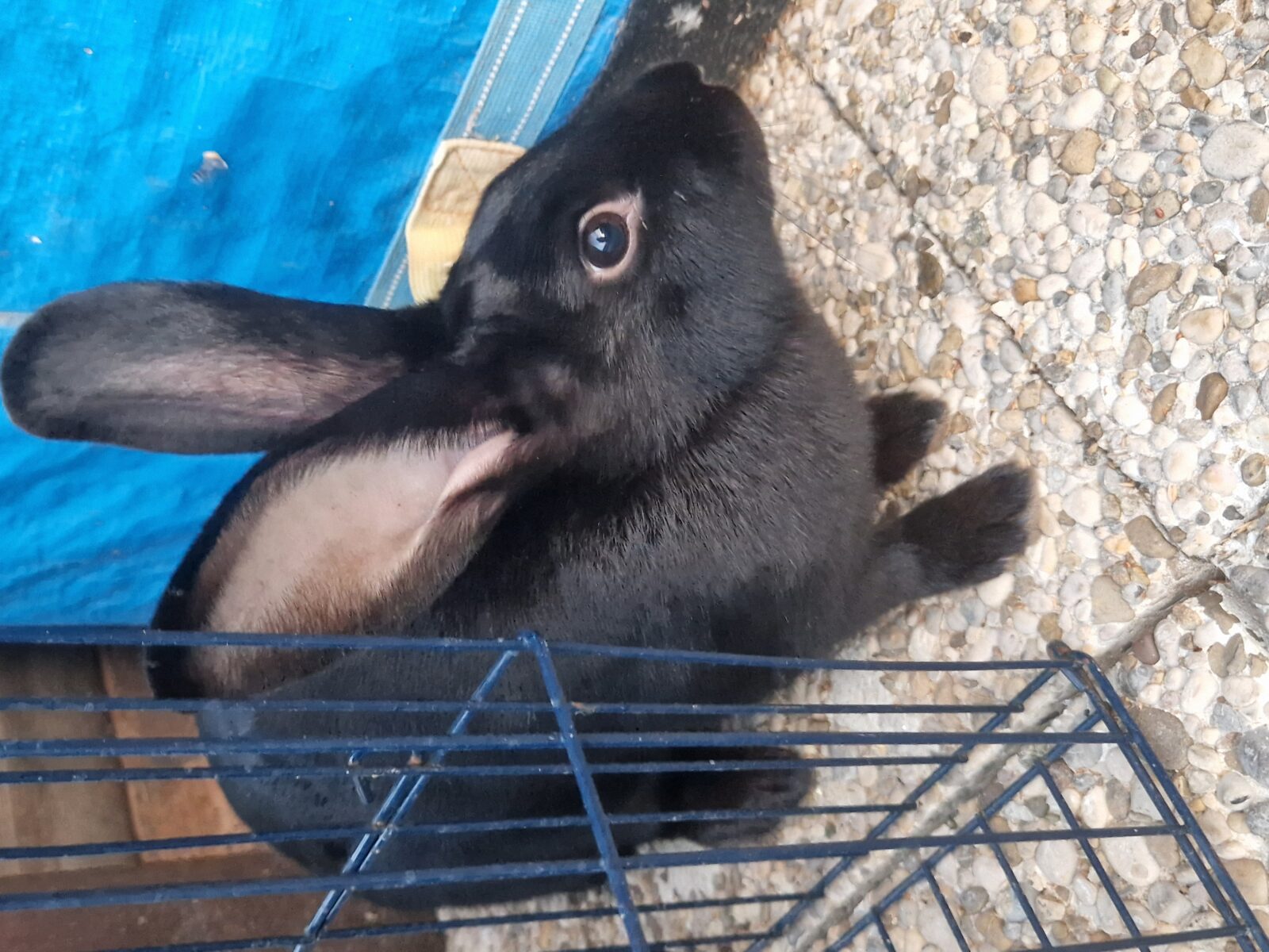 Zia