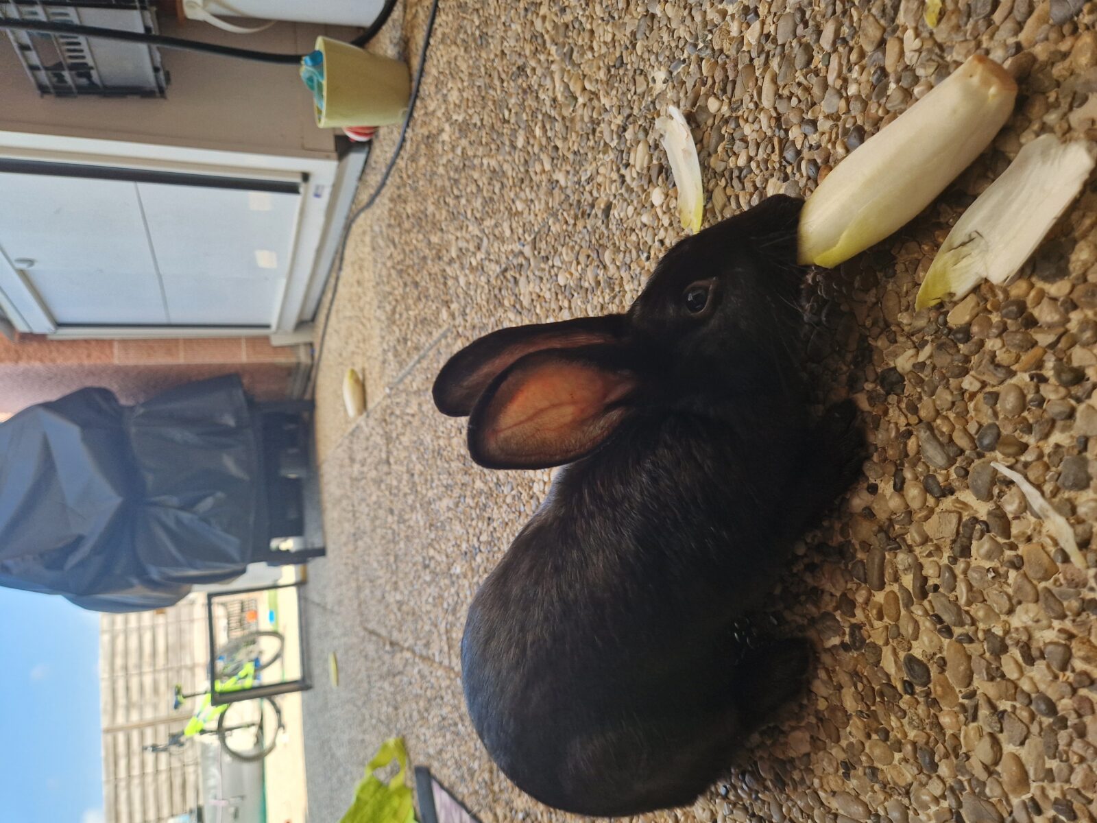 Zia