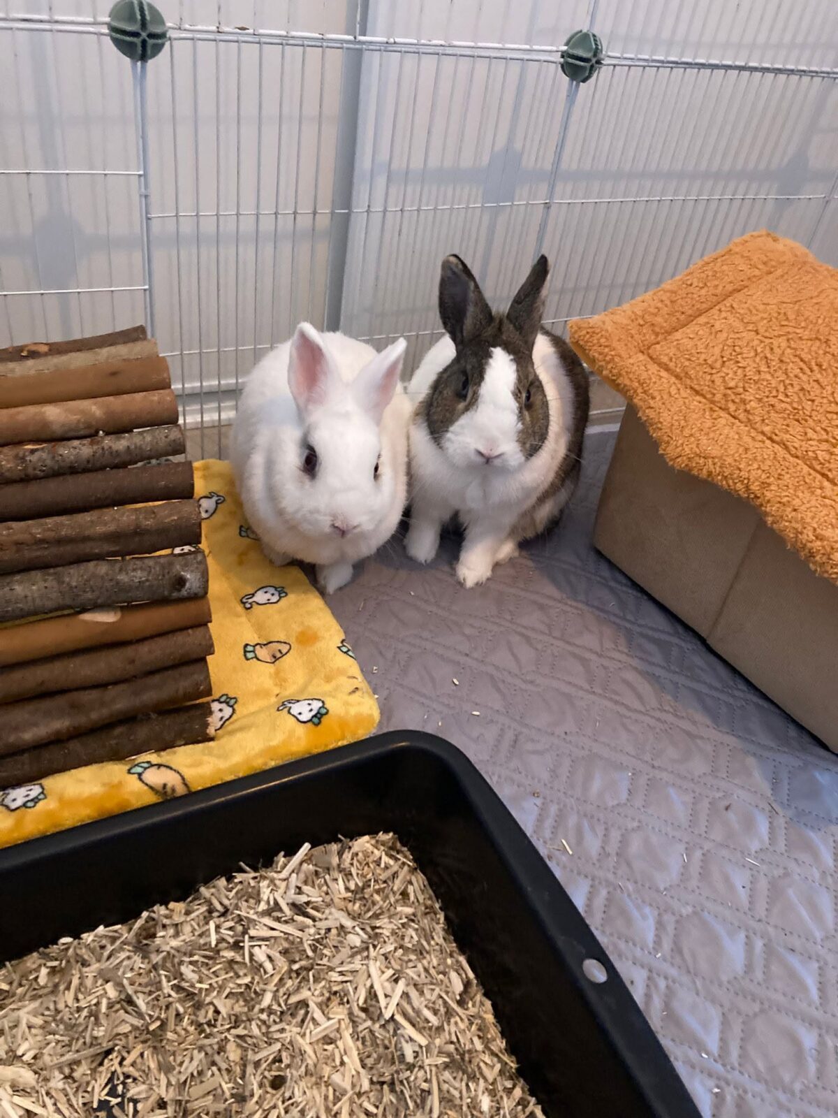 Cyril & Zizou