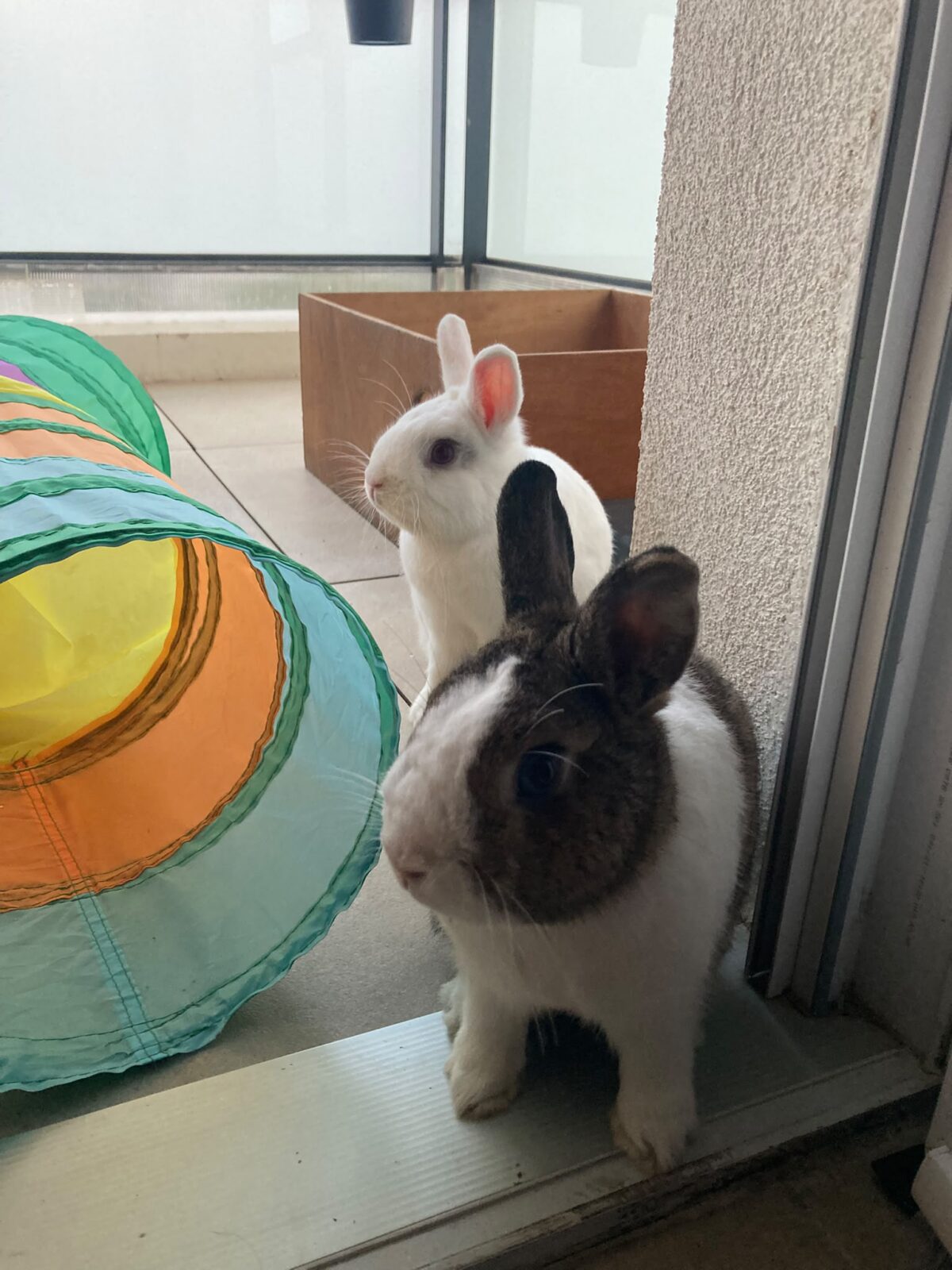 Cyril & Zizou