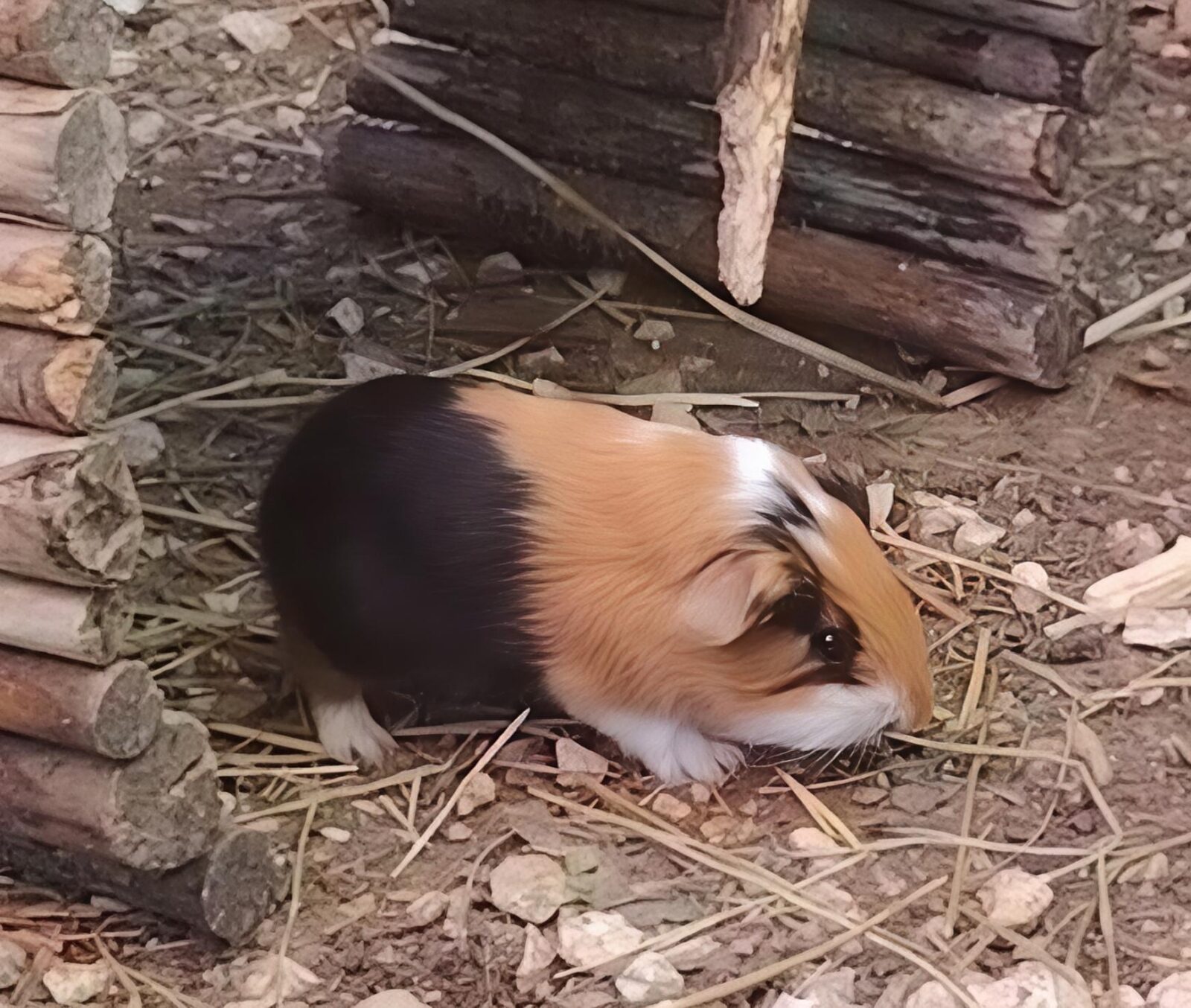 Polly