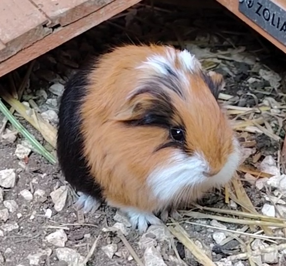 Polly